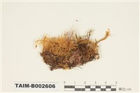 藏品(粗枝苔屬)的圖片